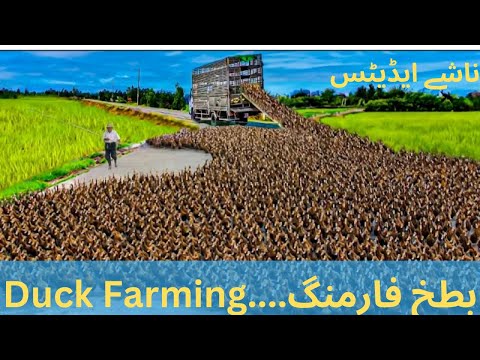 How to Raising Millions of Duck on Rice Field For Meat - Free range Duck Farming Technique