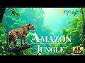 Amazon Jungle 4K Rare Birds Monkeys Wildlife With Relaxing Nature Sounds