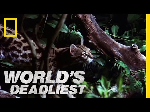 Purr-fect Prowlers | World's Deadliest