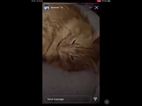 lil narnia [snippet 15 Dec 2020]