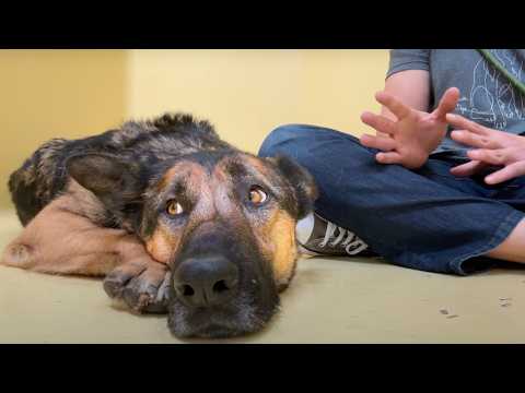 Sitting with a scared German Shepherd that's been at the shelter for over 365 days