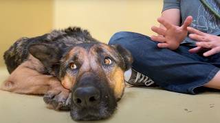 Sitting with a scared German Shepherd that