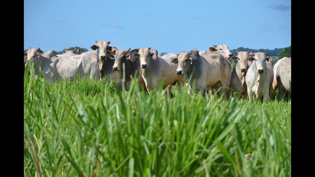 Condições climáticas preocupam setor agro