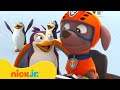 PAW Patrol Winter Snow Adventures W Zuma ️ 10 Minutes Nick Jr