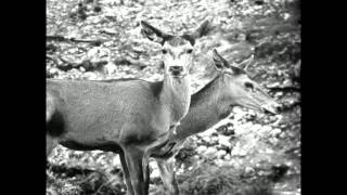 Echo Train:  Fire (Album Version) (Memento Mori) [The Sound Of Everything]