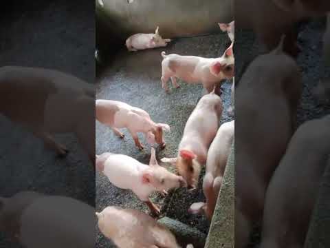 SolGrace Sumanion is live!