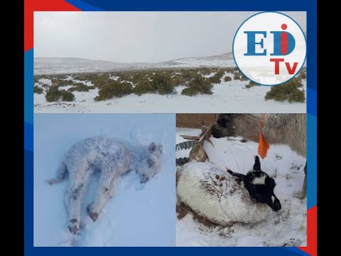 Nevada en Potosí deja crías de llama muertas y alerta por falta de alimento