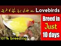 lovebirds breeding tips | how to breed lovebirds | Lovebirds ko jaldi ando par Kasey laen