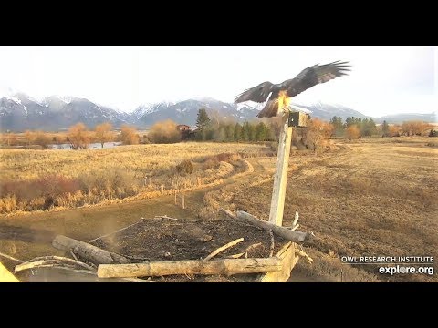 A Red-tailed Hawk visits the Charlo perch 2020 01 03 00 23 10 064
