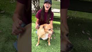 Video preview image #1 Retriever -Unknown Mix Puppy For Sale in Pasadena, CA, USA