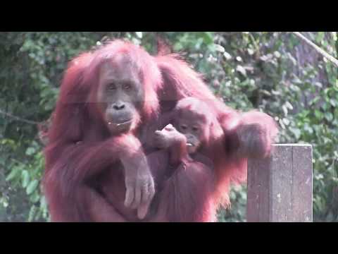 Saving Orangutans in Borneo with Destination Conservation
