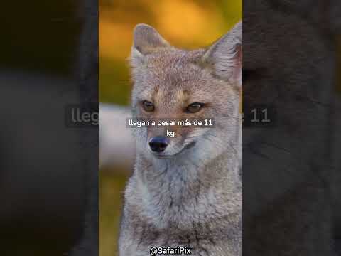 Secretos y curiosidades sorprendentes de los zorros