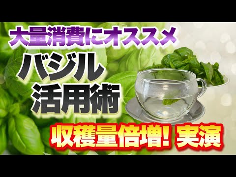 バジルを正しく収穫して保存する 植物
