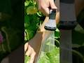Best Times To Water Your Garden Garden Watering