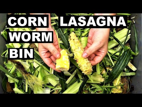 Strangest Compost Worm Bin- Big Feed Corn Lasagna