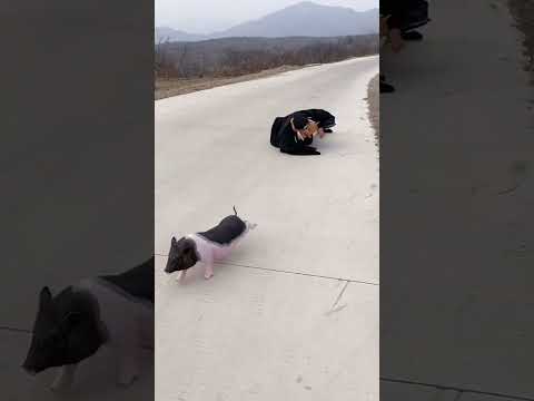 Jun Jun World funny video #dog #funnyvideos #funnyanimals #funnyvideo