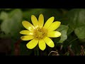 KITARO  -  Into The Forest