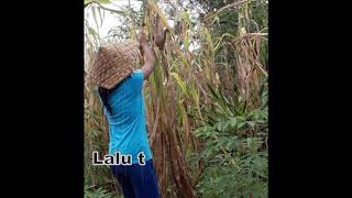 Download lagu Iwan Fals-Gadis Tani Lirck mp3