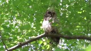 preview picture of video 'Barred Owls on Tuckahoe Creek, Maryland'