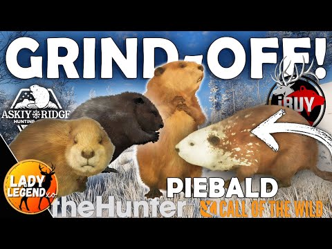 I Challenged iBuypremiums to a BEAVER GRIND-OFF!!! - Call of the Wild