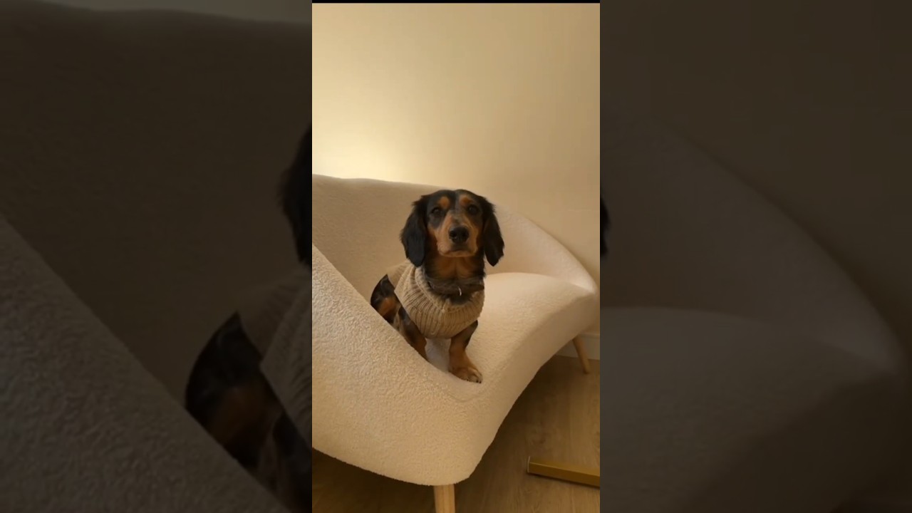 Dog Product Review & Testimonial