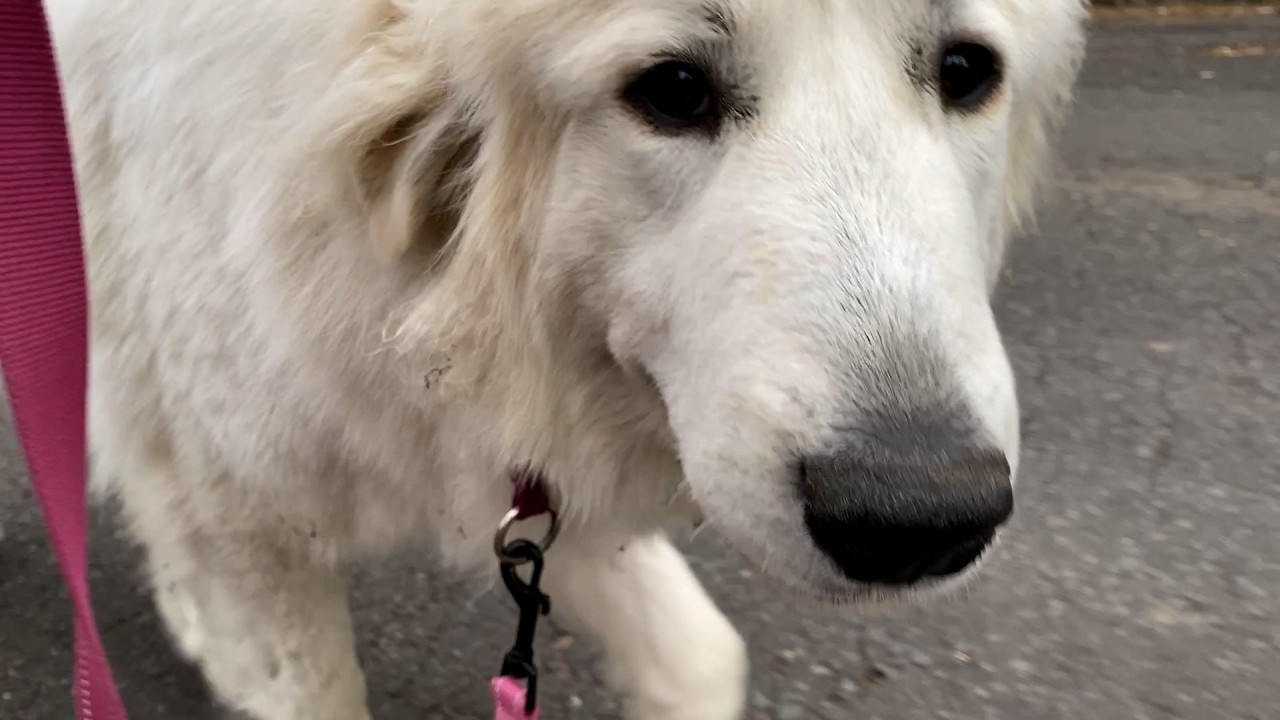 【ルンルンの裏庭】サイドウォークがとっても上手なリリー