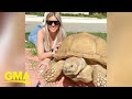 This Is What It S Like To Have A Tortoise As A Pet L GMA