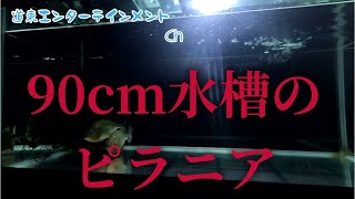 【ピラニア水槽】大量に☆になったピラニアナッテリー、元気にしてます