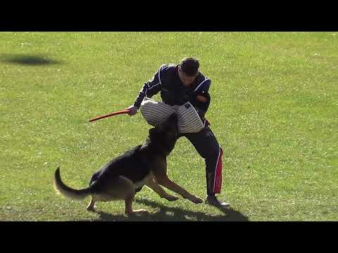 WUSV 2021  UKR 5 - ELENA ZHUKOVA &  DVARG C 88