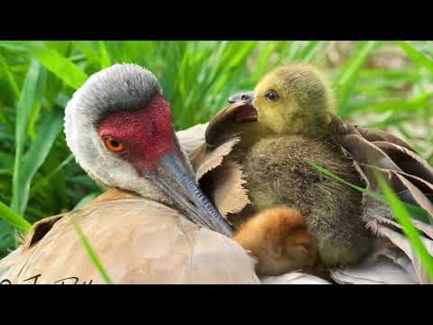 Kensington Metropark