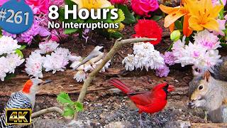 Relaxing TV for Cats π» 8 Hours Uninterrupted Birds π¦ Squirrels Lilies, Roses, Mums Cat TV @LensMyth
