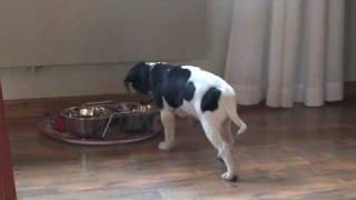 Dexter smyger på maten