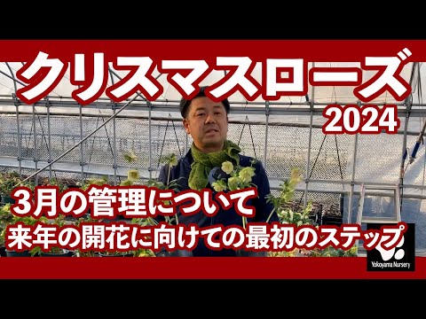 クリスマスローズを使ったデコレーションアイデア10選 植物