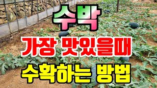 수박 수확시기 알수있는4가지 이것만보면 맛있는 수박 수확해요