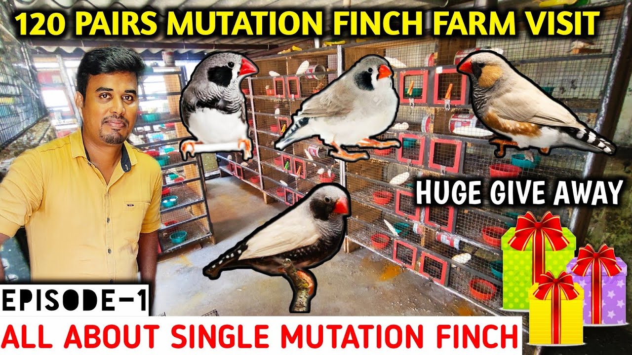 Episode- 1 | Finch farm visit in tamil | Mutation finches | Bird room tour | Tamil