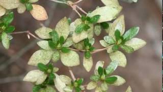 TakeRoot - How to Control Lace Bugs on Azaleas