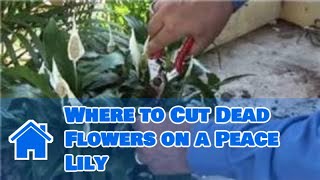 Growing Lilies : Where to Cut Dead Flowers on a Peace Lily