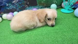 ハーフ犬の動画01