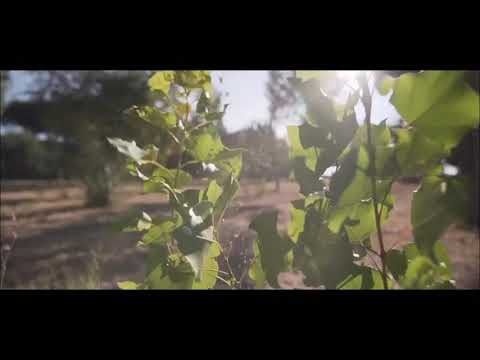 Qbik - Damy radę | pamu