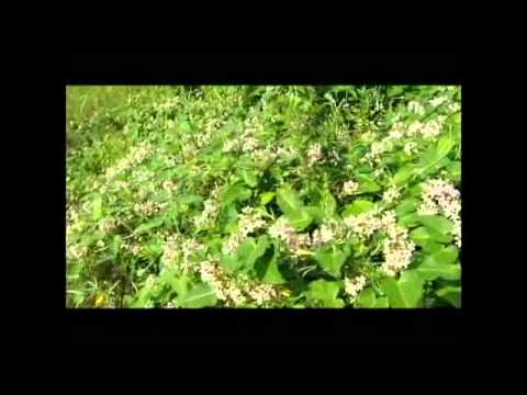 A Vida das Plantas - Documentário dublado