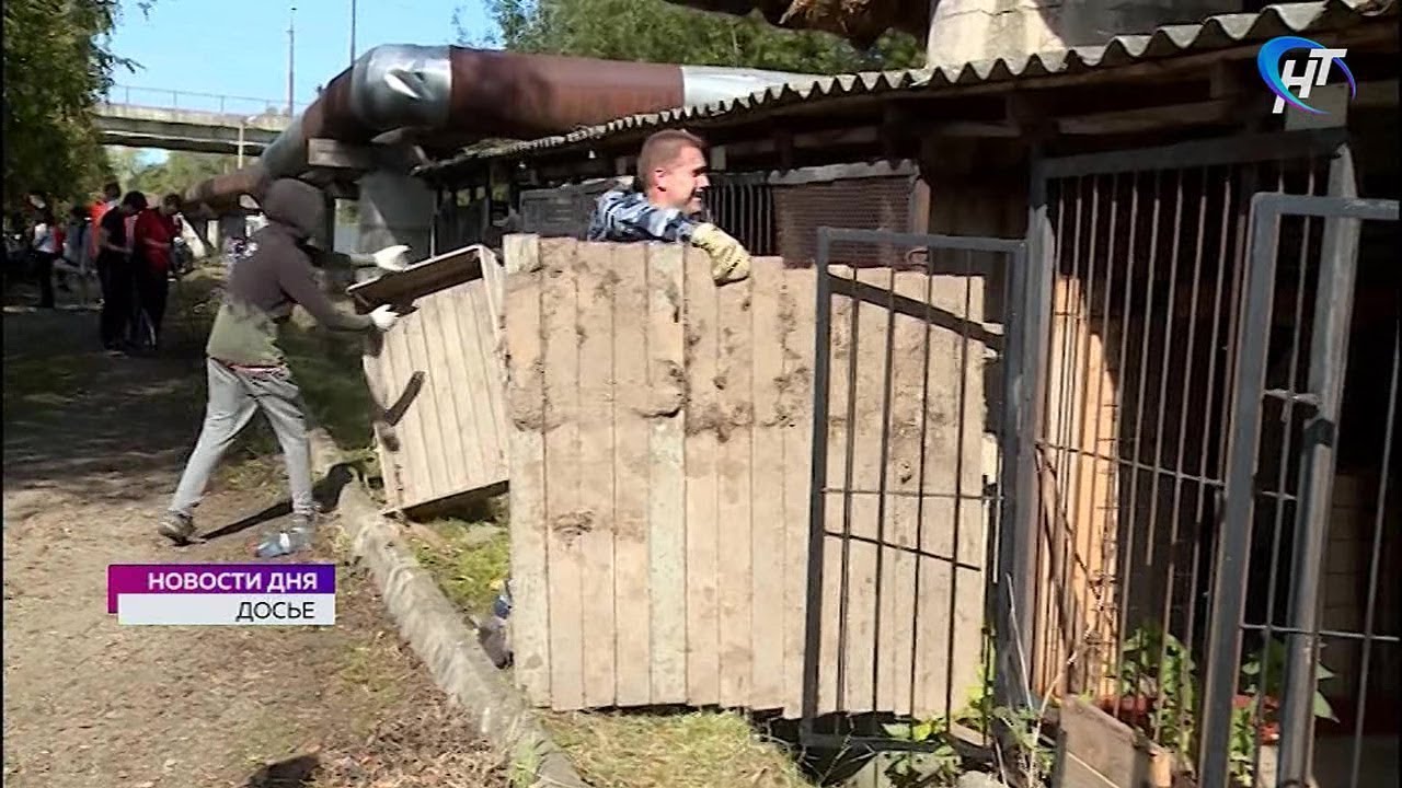 Новгородские общественники считают, что приют для бездомных животных должен иметь форму МУПа