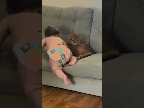 Baby Tries to Sit With Cat on Couch