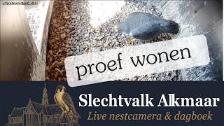 De keuze lijkt gemaakt