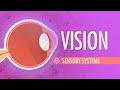 Vision: Crash Course Anatomy & Physiology #18