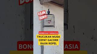 Download lagu trik mudah agar burung trucukan cepat gacor dan rajin bunyi #shorts #trucukangacor #triktrucukan mp3