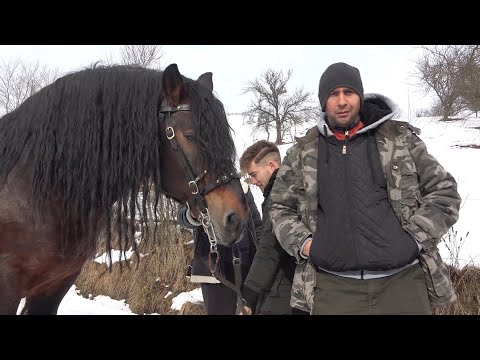 Caii lui Bexa Daniel de la Ciuruleasa, Alba - Prezentare cai - 2021 Nou!!!