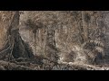 Wagner: Siegfried: Act 2 - Forest Murmurs