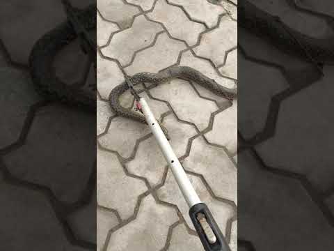 snake catching by stick