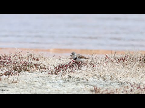 Fantomka bielolíca (Epthianura albifrons) — spev a hlas v prírode