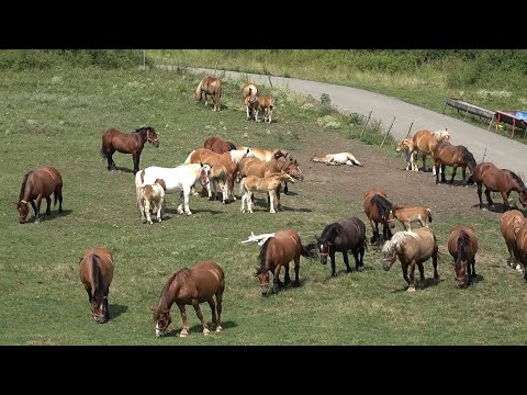 Caii lui Nea' Costel de la Cluj ep. 191 - 2025 Nou!!!